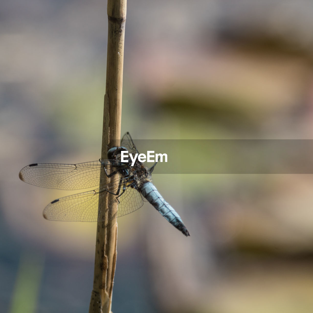 dragonflies and damseflies, dragonfly, animal themes, animal, insect, animal wildlife, one animal, wildlife, animal wing, close-up, macro photography, focus on foreground, nature, no people, wing, animal body part, outdoors, day, macro, beauty in nature, plant stem