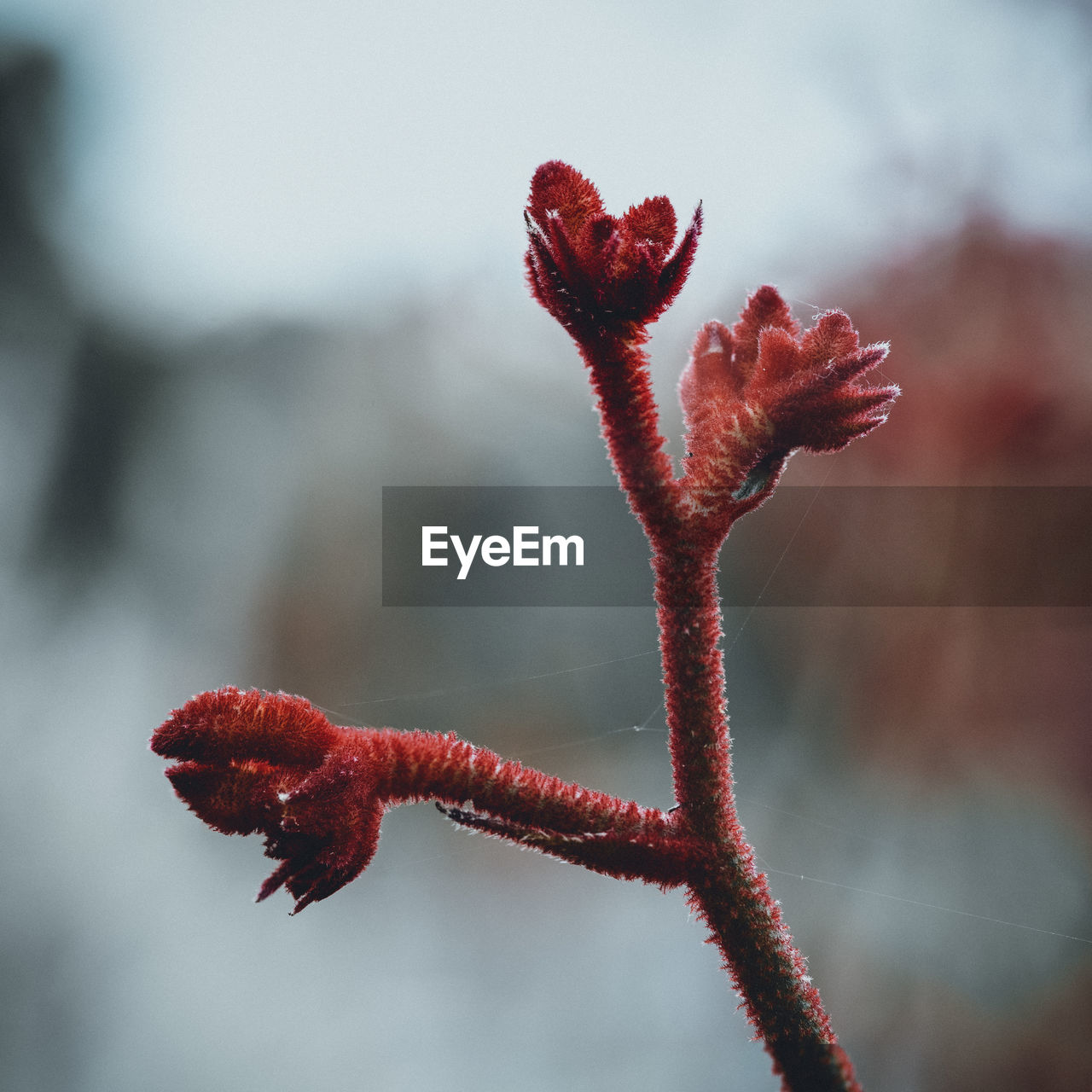 Close-up of red flowering plant