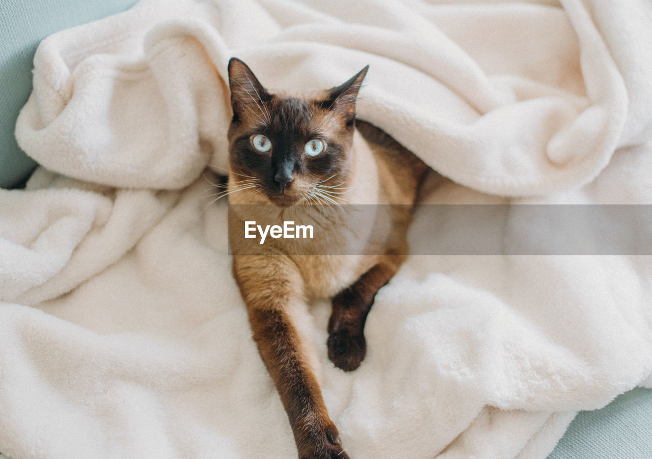 CLOSE-UP OF CAT LYING ON BED AT HOME