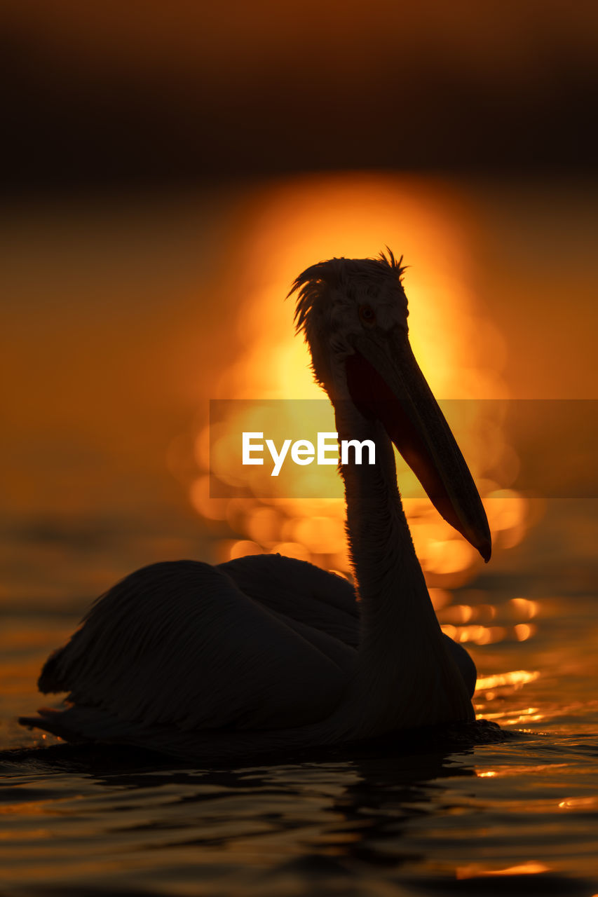 close-up of pelican in lake