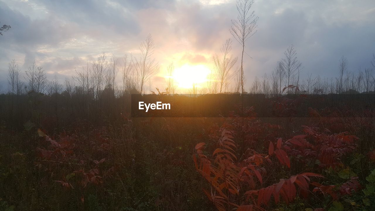 PLANTS ON FIELD AGAINST SKY DURING SUNSET