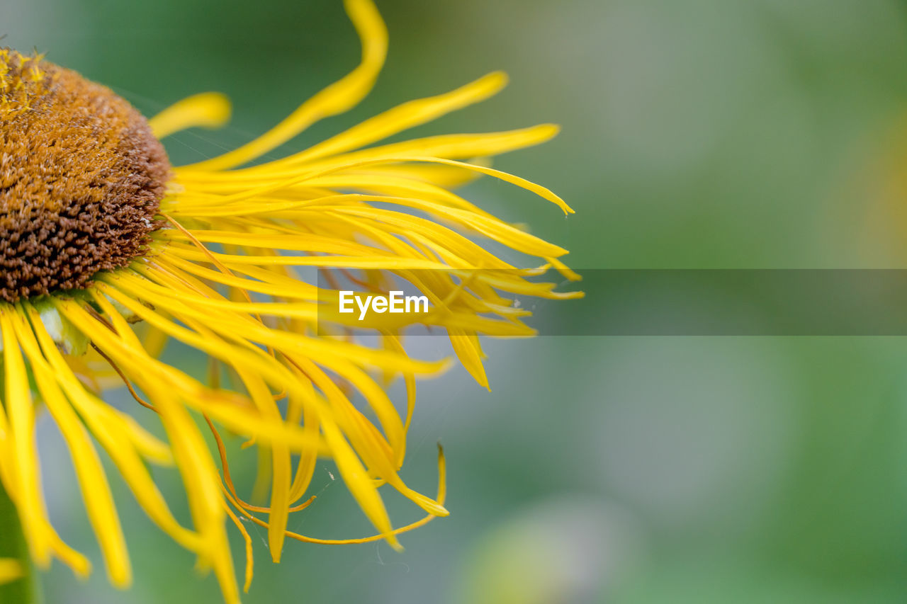 Close-up of yellow flowering plant