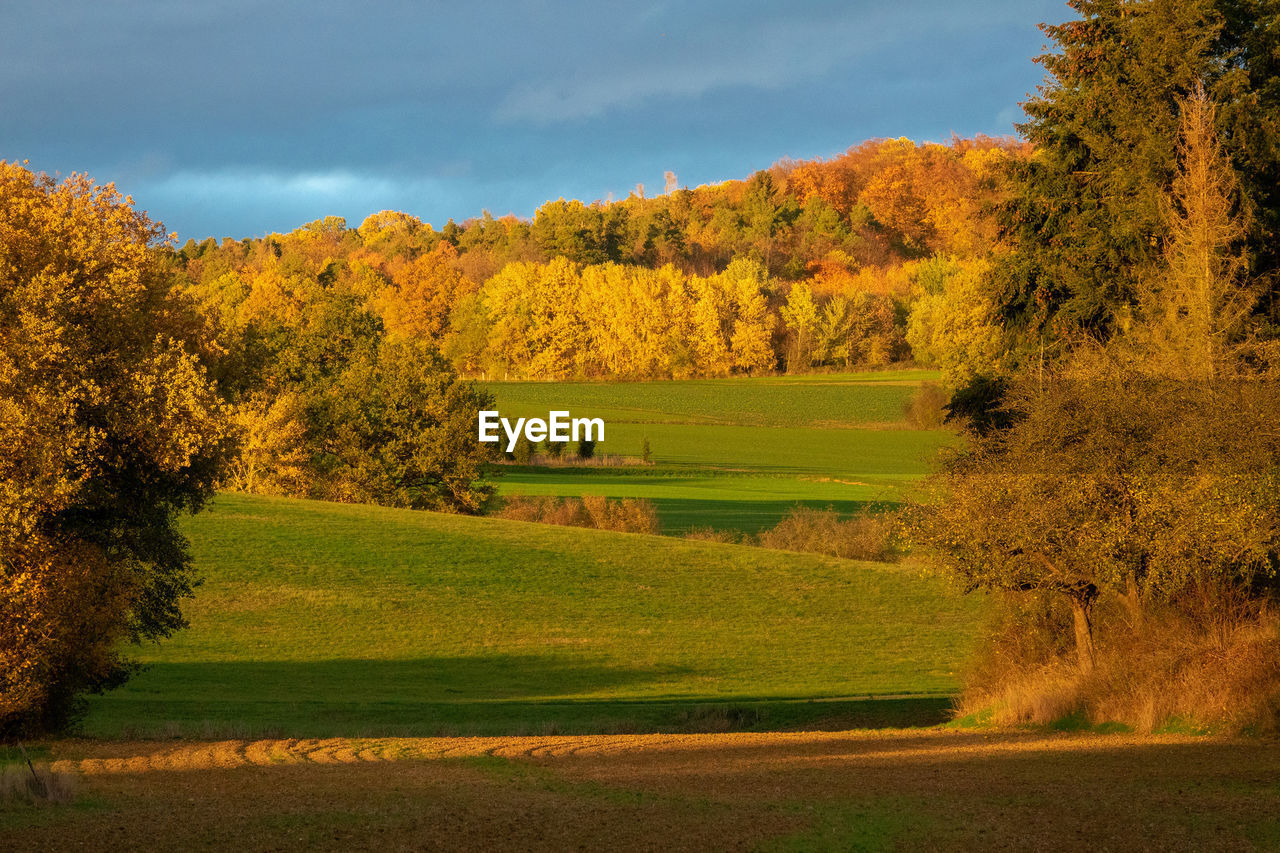 SCENIC VIEW OF TREES ON FIELD DURING AUTUMN