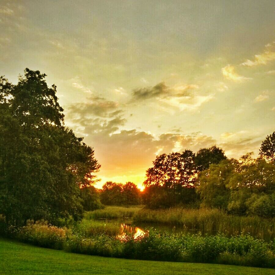 SCENIC VIEW OF GRASSY FIELD AT SUNSET