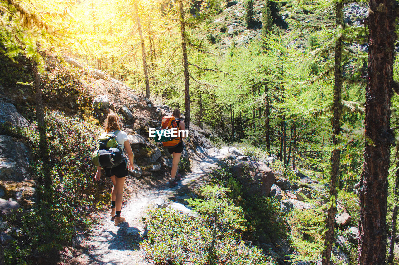 People hiking in forest