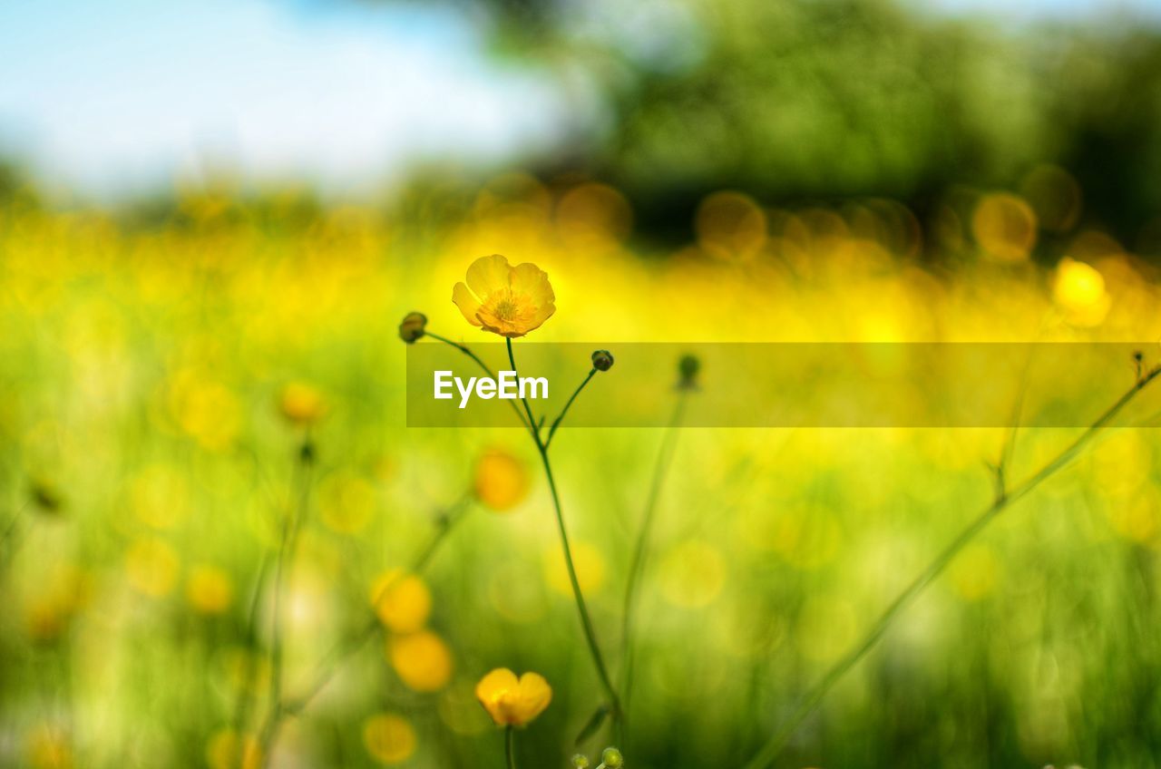 Close-up of yellow flowering plant on field