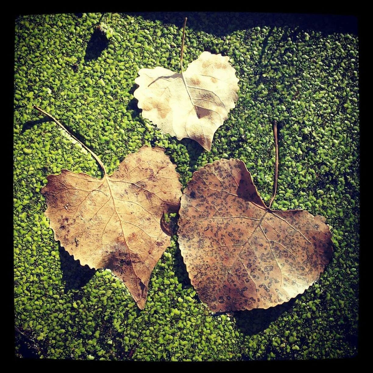 CLOSE-UP OF SNAKE ON AUTUMN LEAF