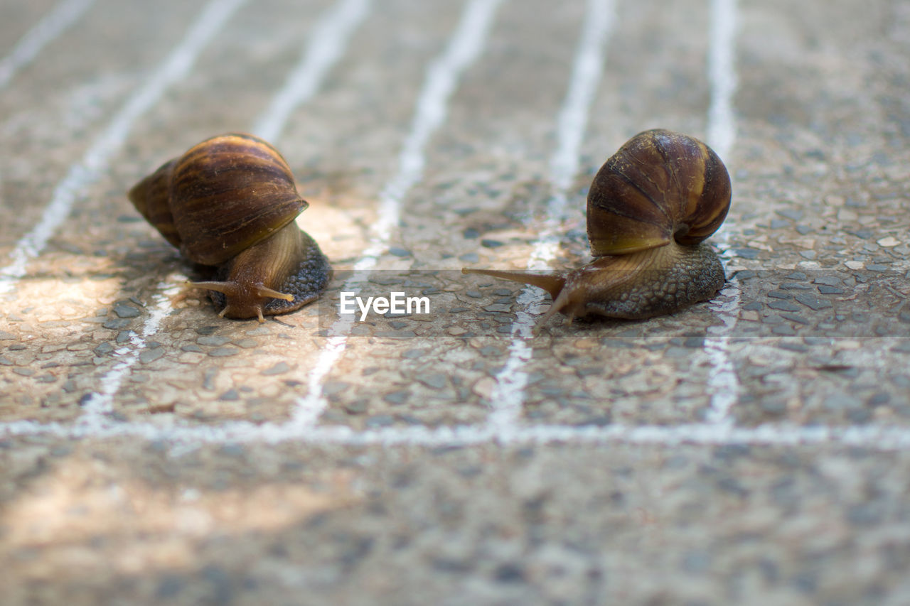 Close-up of snails by white markings