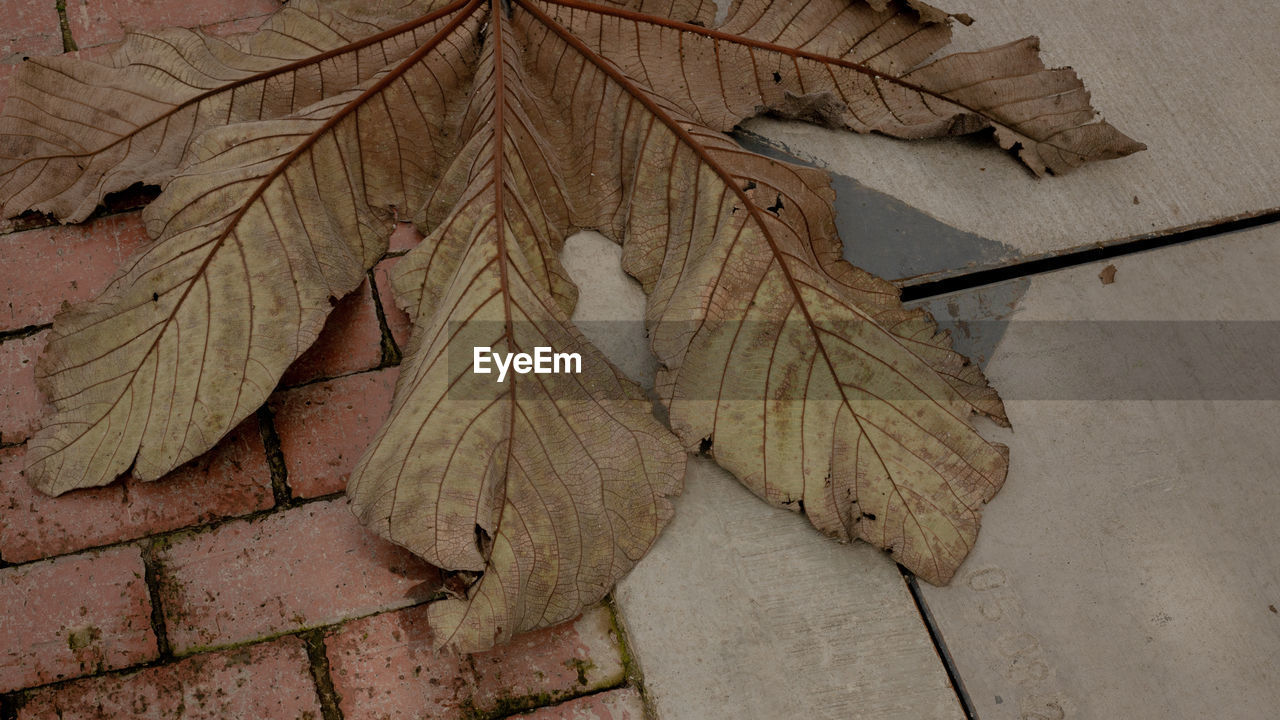 leaf, plant part, no people, moth, nature, day, wood, tree, outdoors, wing, high angle view, pattern, close-up, plant, dry, leaf vein