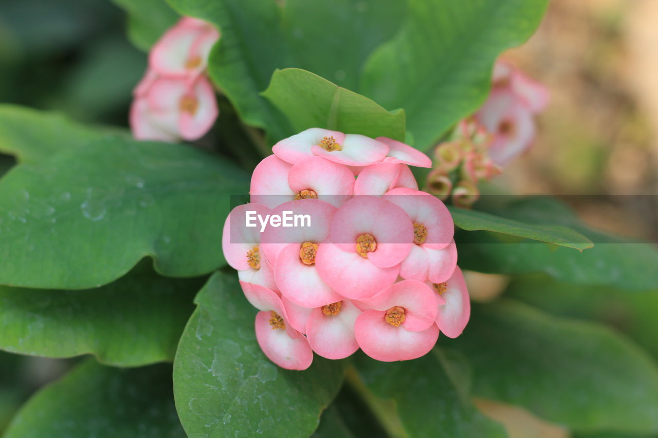 CLOSE-UP OF PINK FLOWER