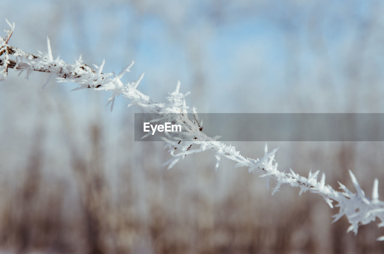 CLOSE-UP OF FROST PLANT