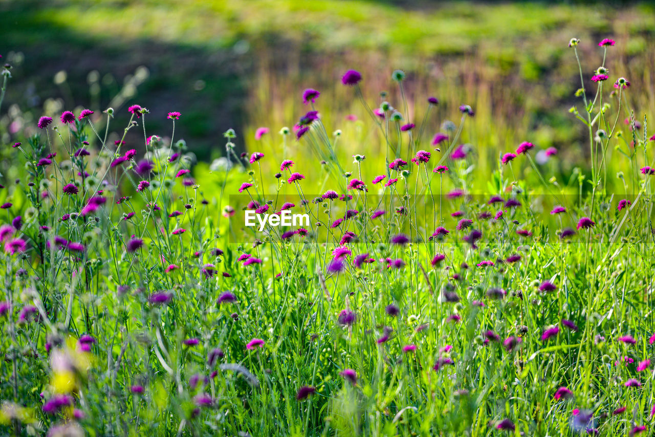 Purple flowering plants on field