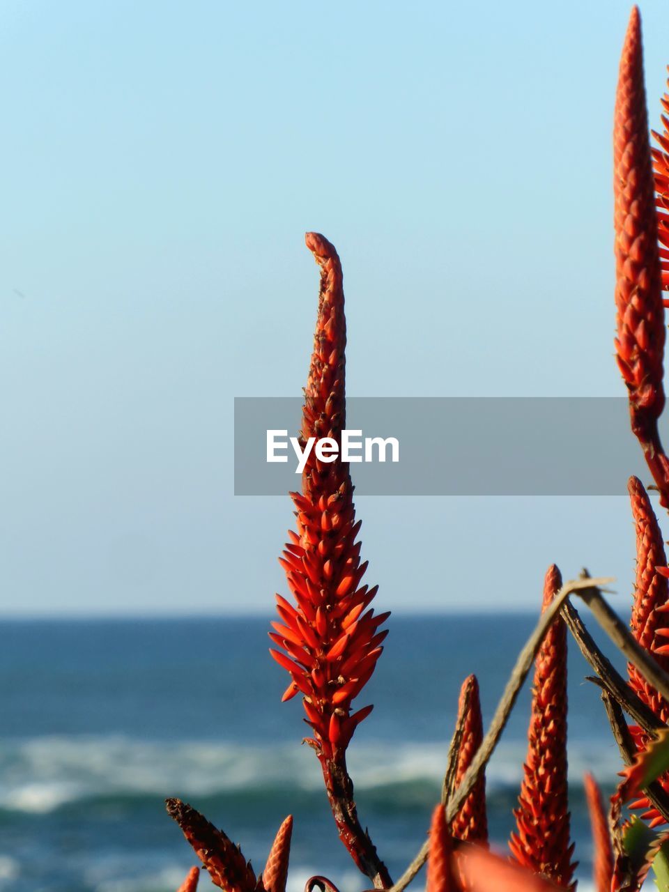 nature, sky, sea, beauty in nature, plant, no people, flower, water, land, red, tranquility, clear sky, day, outdoors, growth, scenics - nature, close-up, blue, focus on foreground, horizon, food, macro photography, tranquil scene, copy space