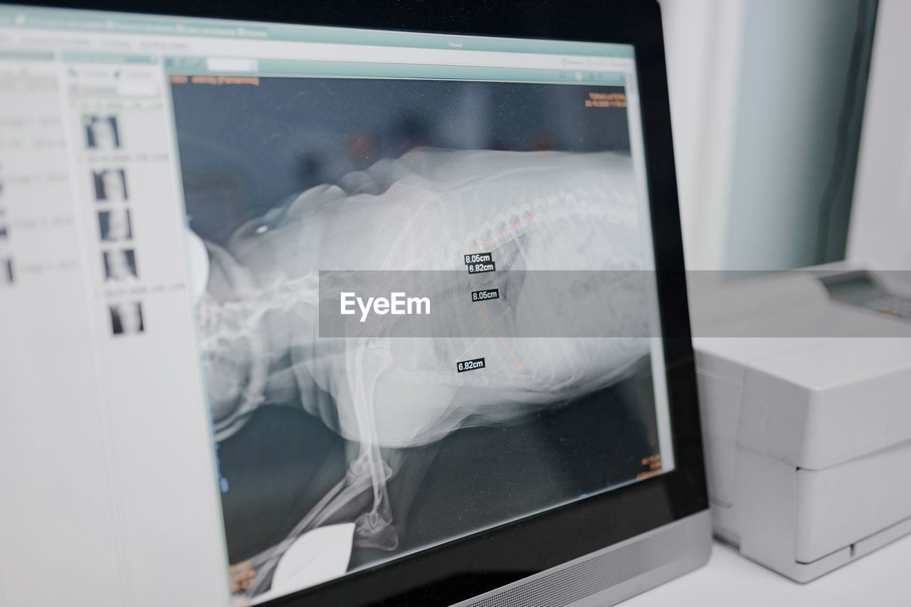 X ray illustration of mammal animal skeleton on desktop computer screen in veterinary clinic