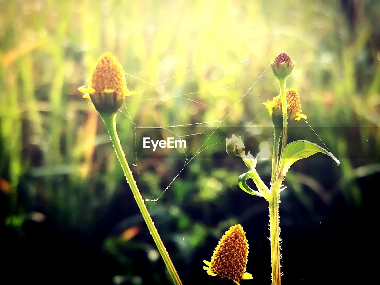 CLOSE-UP OF PLANTS