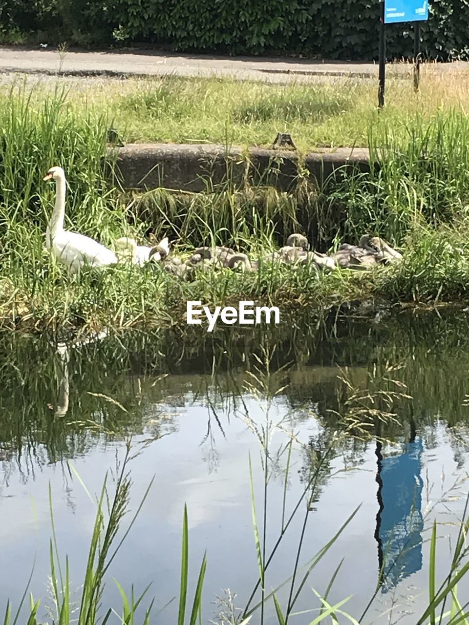 VIEW OF BIRDS IN LAKE