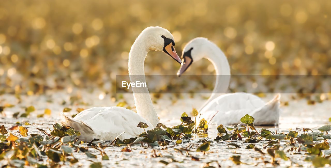CLOSE-UP OF WHITE SWAN
