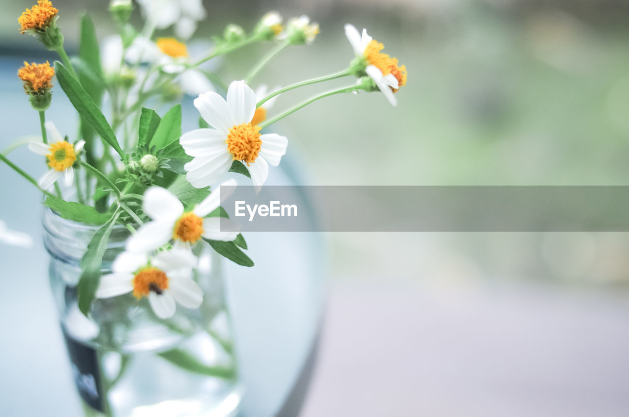 Close-up of white flowering plant