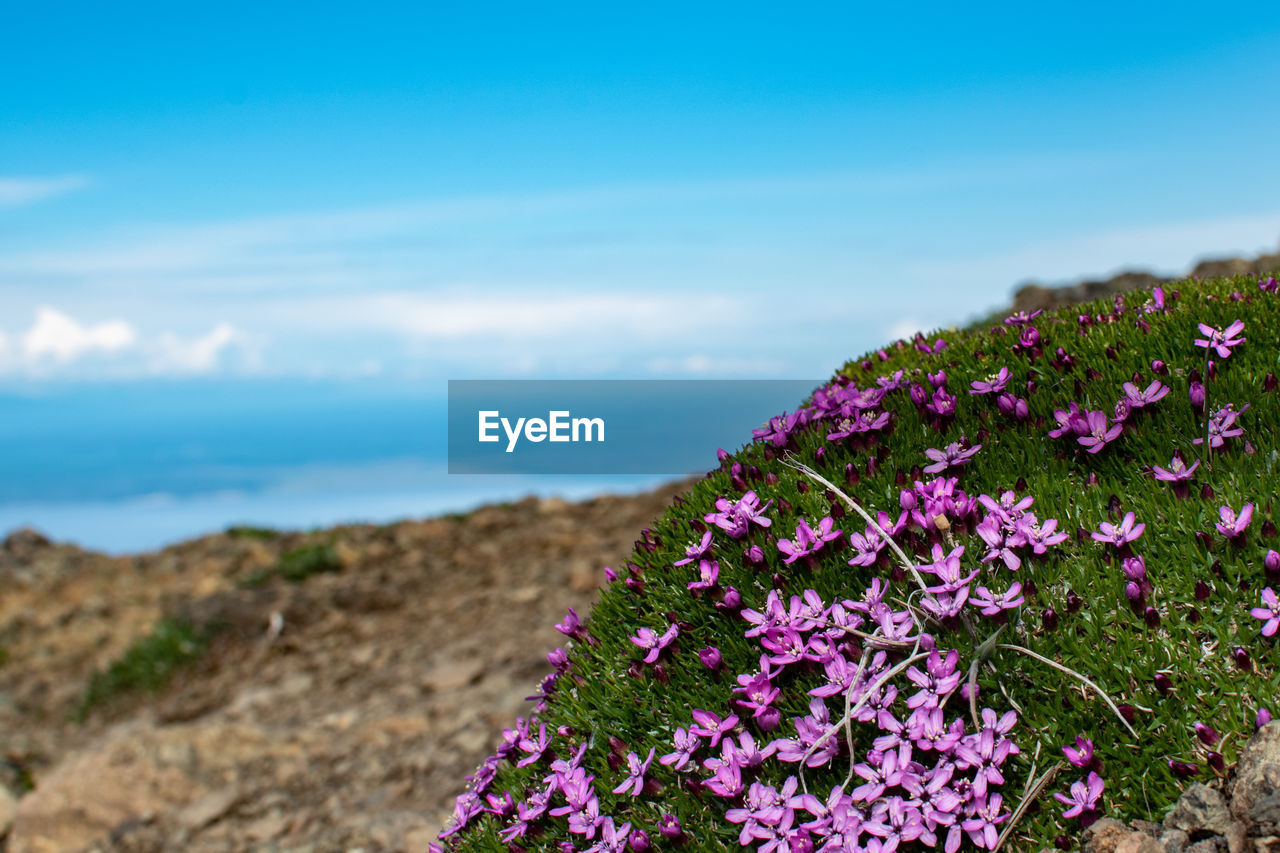 CLOSE-UP OF PINK FLOWERING PLANT AGAINST SKY