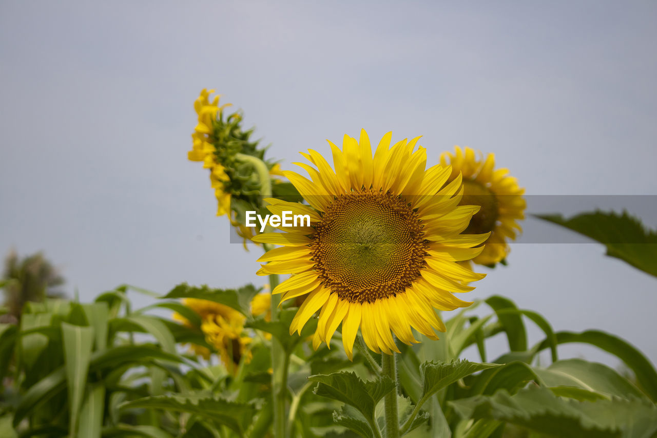 Close-up of sunflower on field against sky