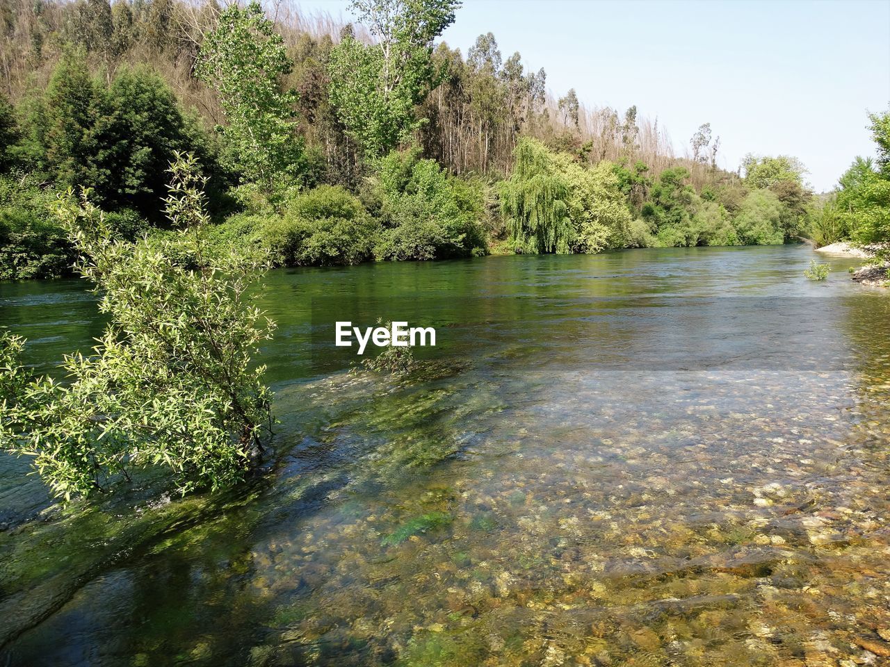 SCENIC VIEW OF TREES BY WATER AGAINST SKY