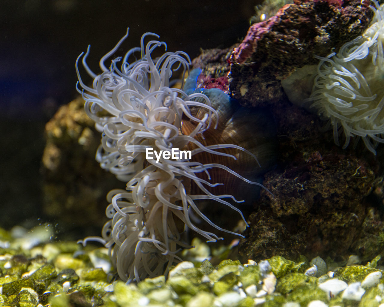 animal themes, underwater, sea, sea life, animal, wildlife, animal wildlife, water, undersea, marine, reef, nature, marine biology, coral, sea anemone, aquarium, one animal, fish, no people, coral reef, macro photography, beauty in nature, swimming, pomacentridae, marine invertebrates, outdoors, close-up