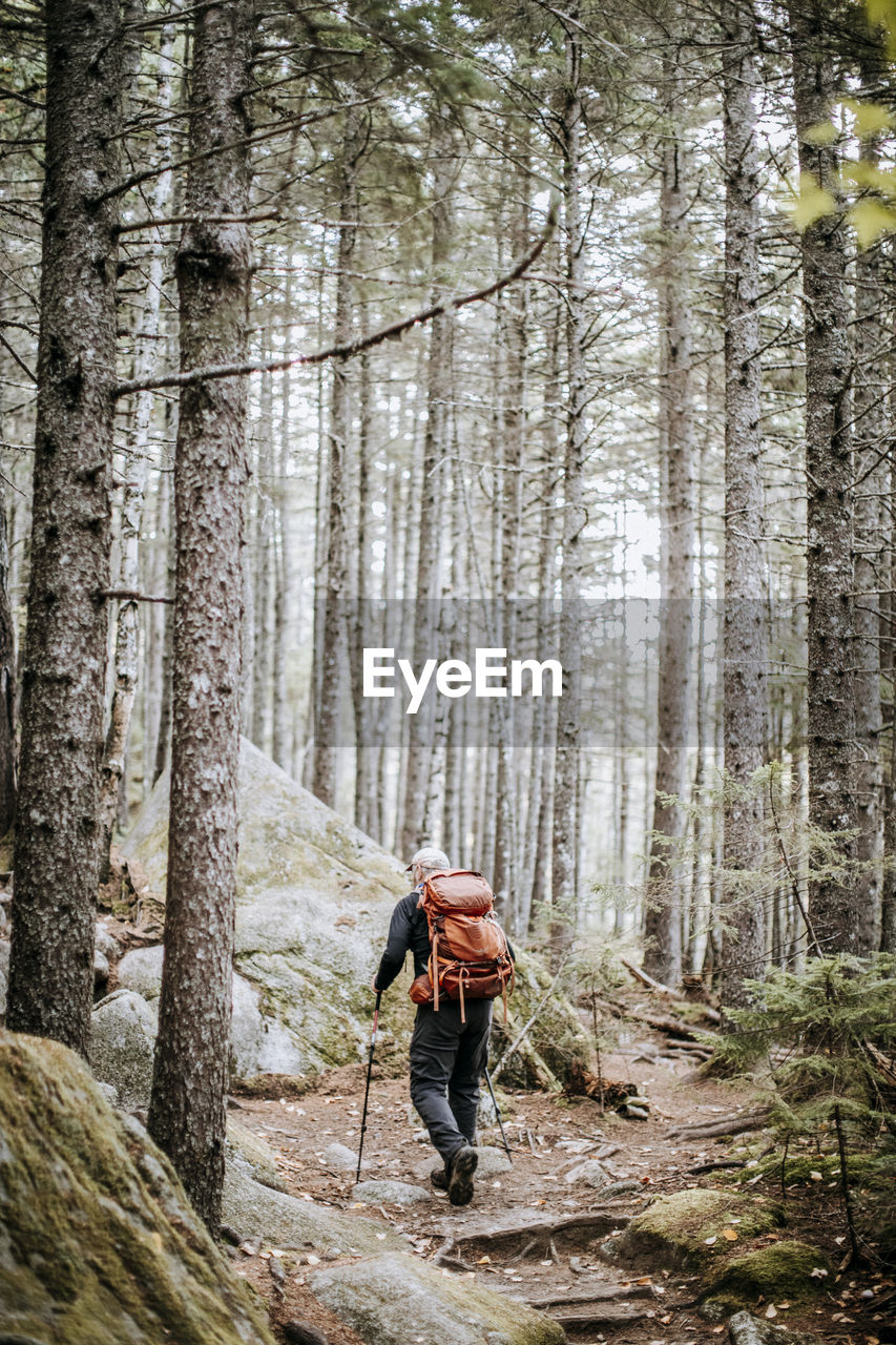 A hiker walks along the appalachian trail through a pine forest