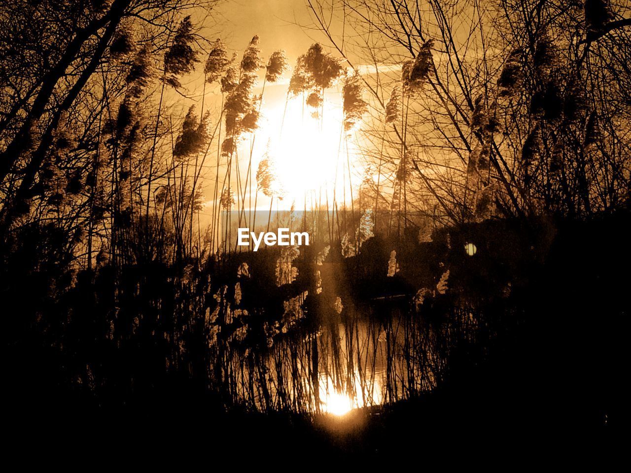 LOW ANGLE VIEW OF SILHOUETTE TREES AGAINST LAKE