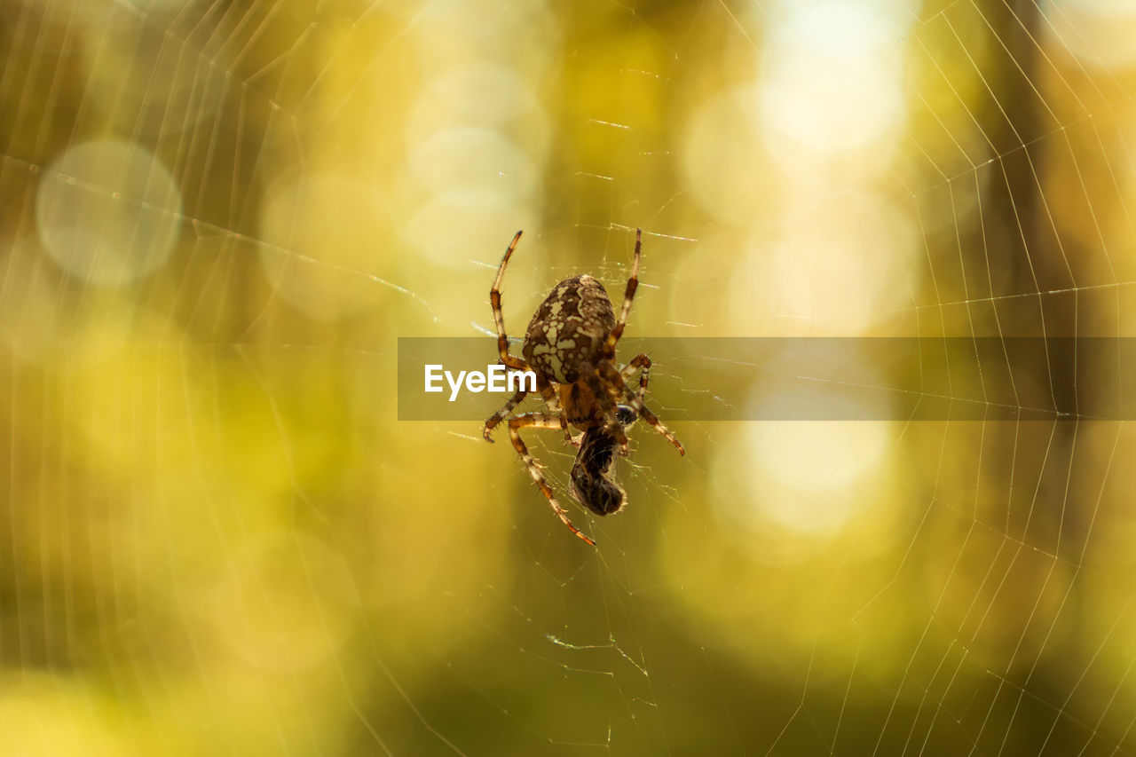 spider web, animal themes, animal, animal wildlife, fragility, spider, arachnid, insect, wildlife, one animal, close-up, macro photography, focus on foreground, macro, animal body part, spinning, nature, beauty in nature, animal leg, animals hunting, no people, selective focus, zoology, yellow, outdoors, argiope, complexity, limb, trapped, day, web, green, light effect