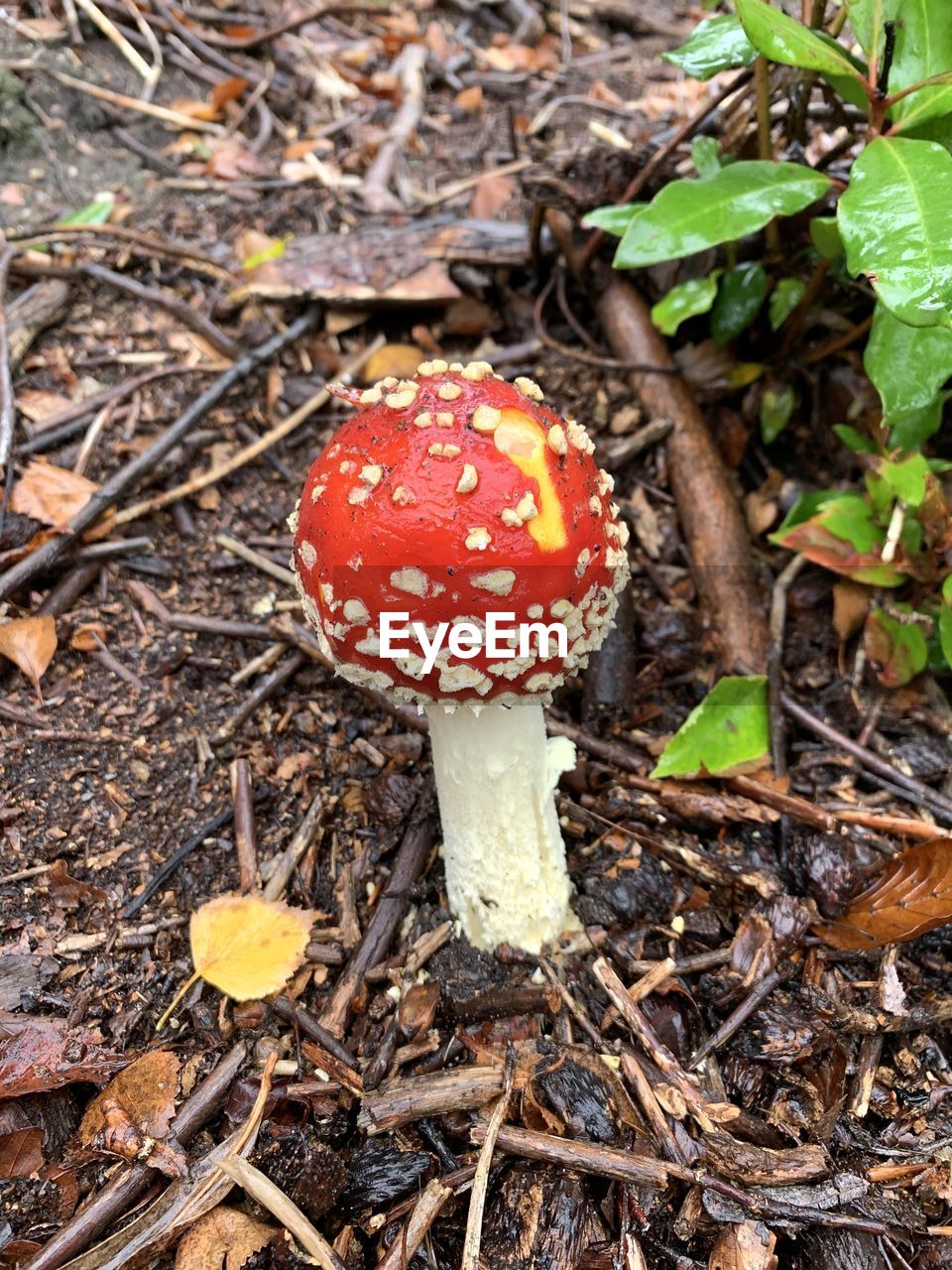 CLOSE-UP OF FLY AGARIC MUSHROOM ON FIELD