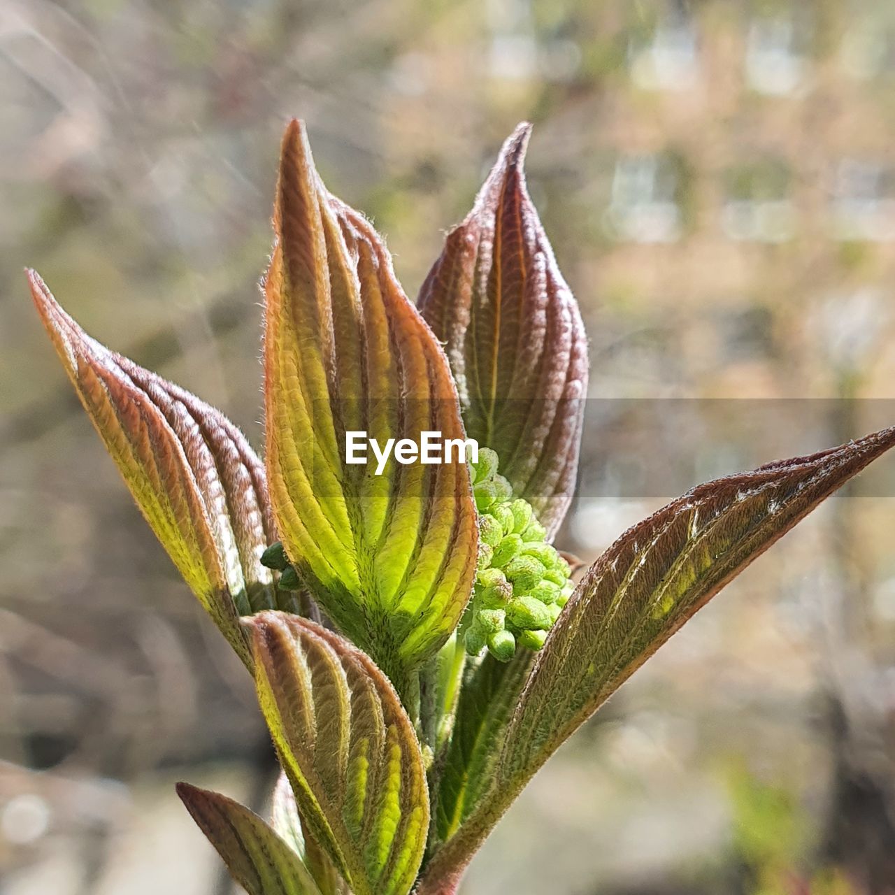 Close-up of plant growing outdoors