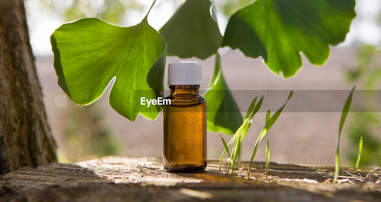 CLOSE-UP OF PLANT ON TABLE