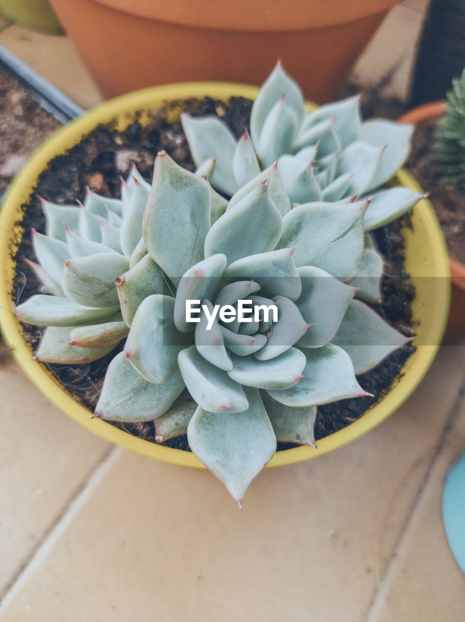 HIGH ANGLE VIEW OF SUCCULENT PLANT IN POT