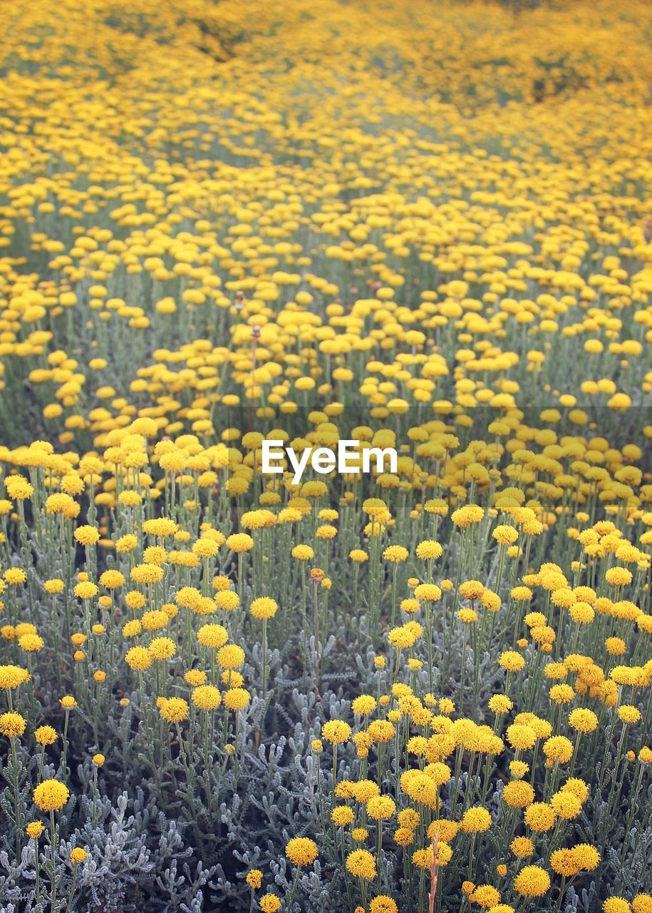 High angle view of yellow flowering plants on field