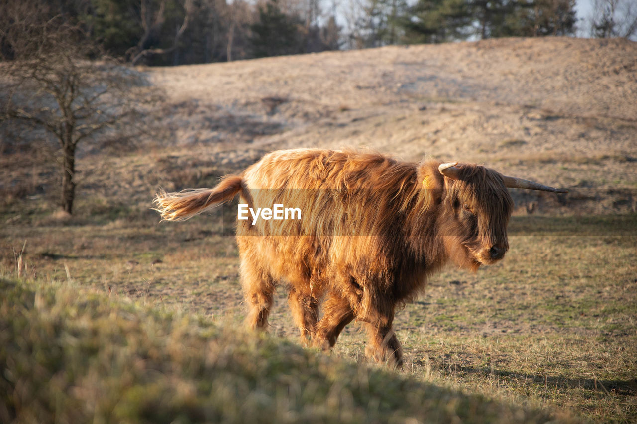 BROWN HORSE