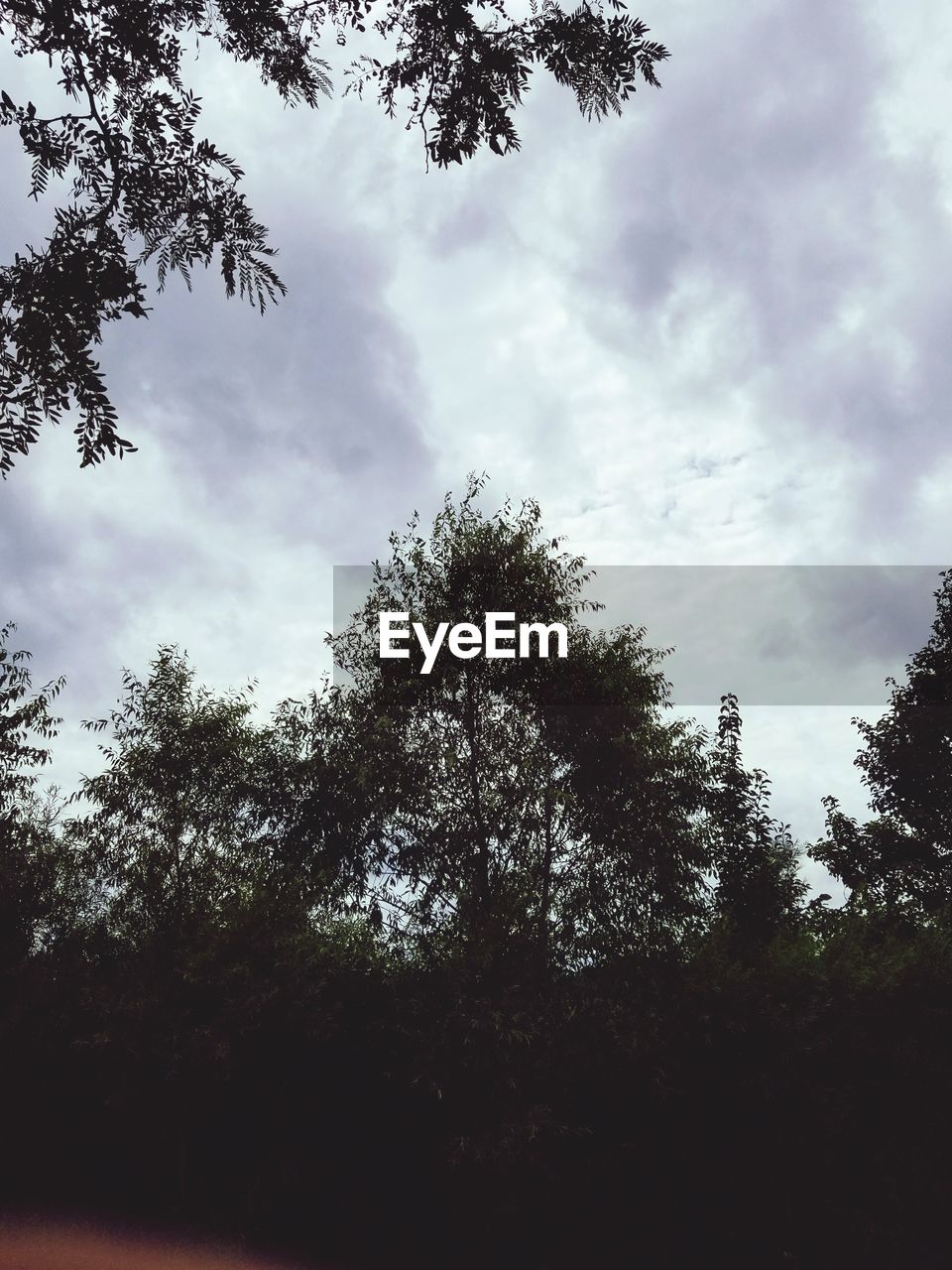 LOW ANGLE VIEW OF TREES AGAINST SKY IN FOREST