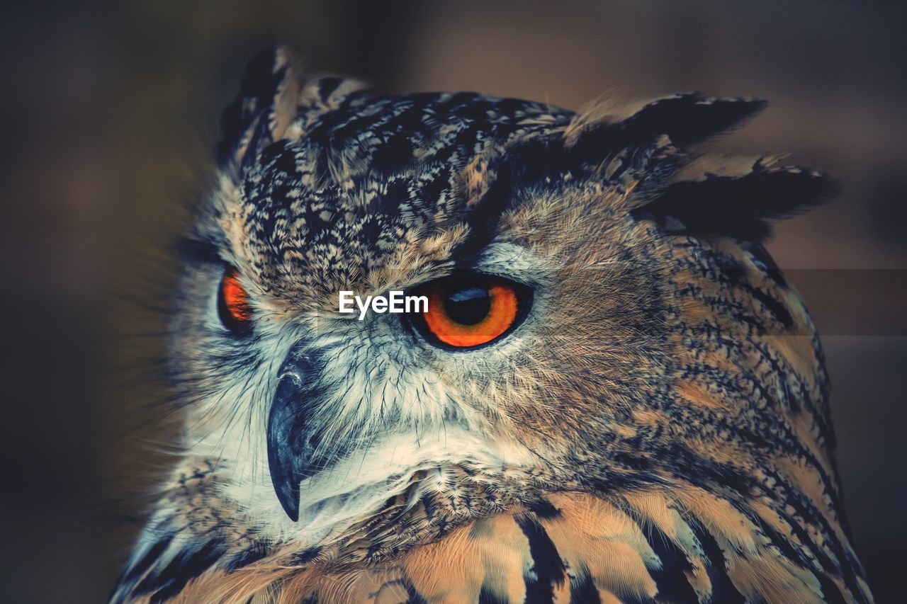 Close-up of a begali eagle owl
