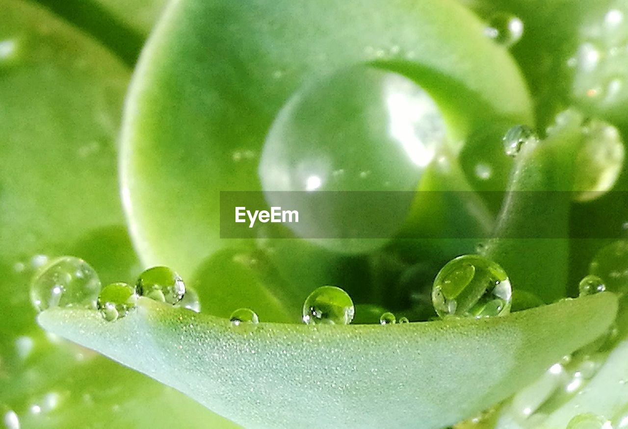 CLOSE-UP OF WET PLANTS