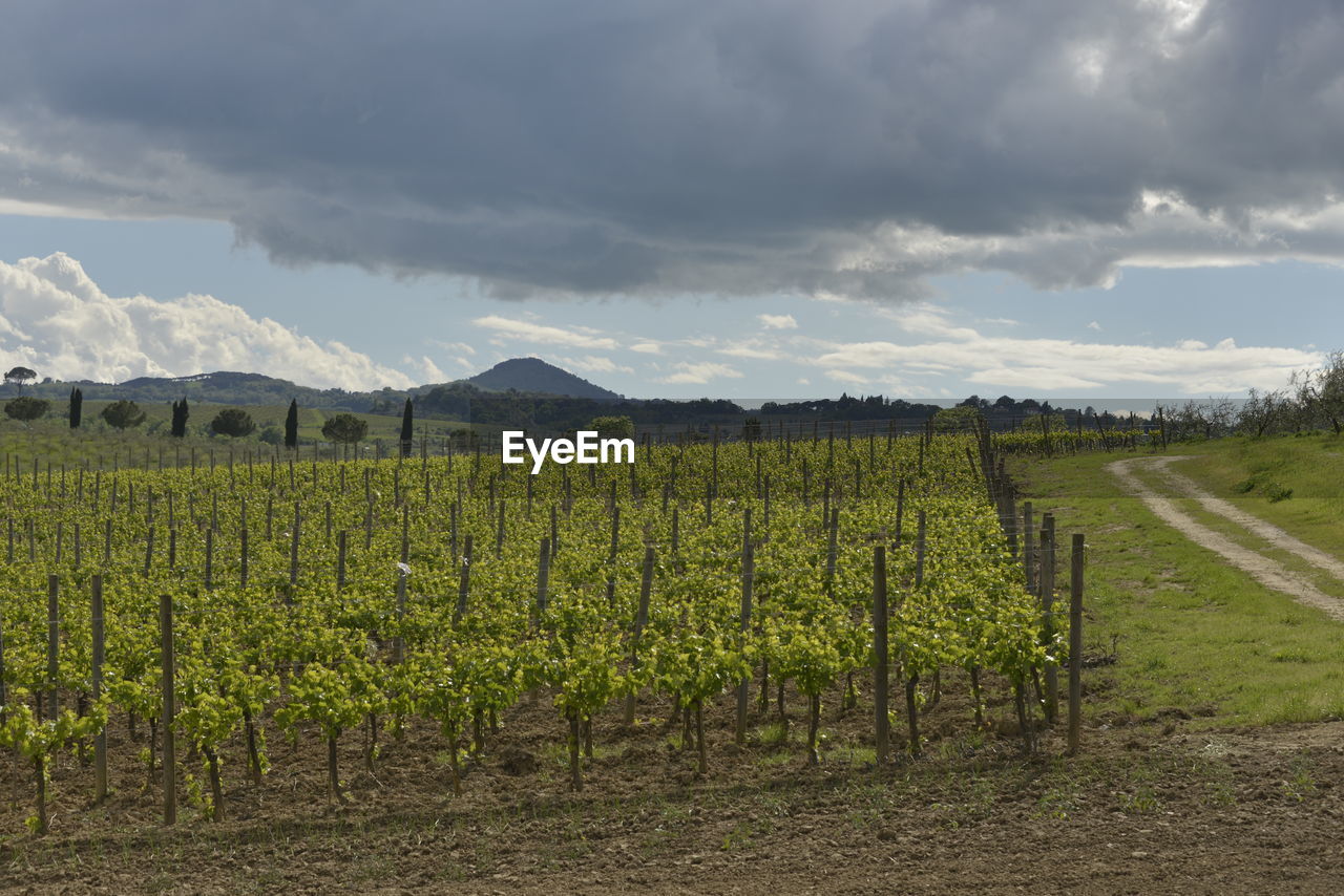 VINEYARD AGAINST SKY