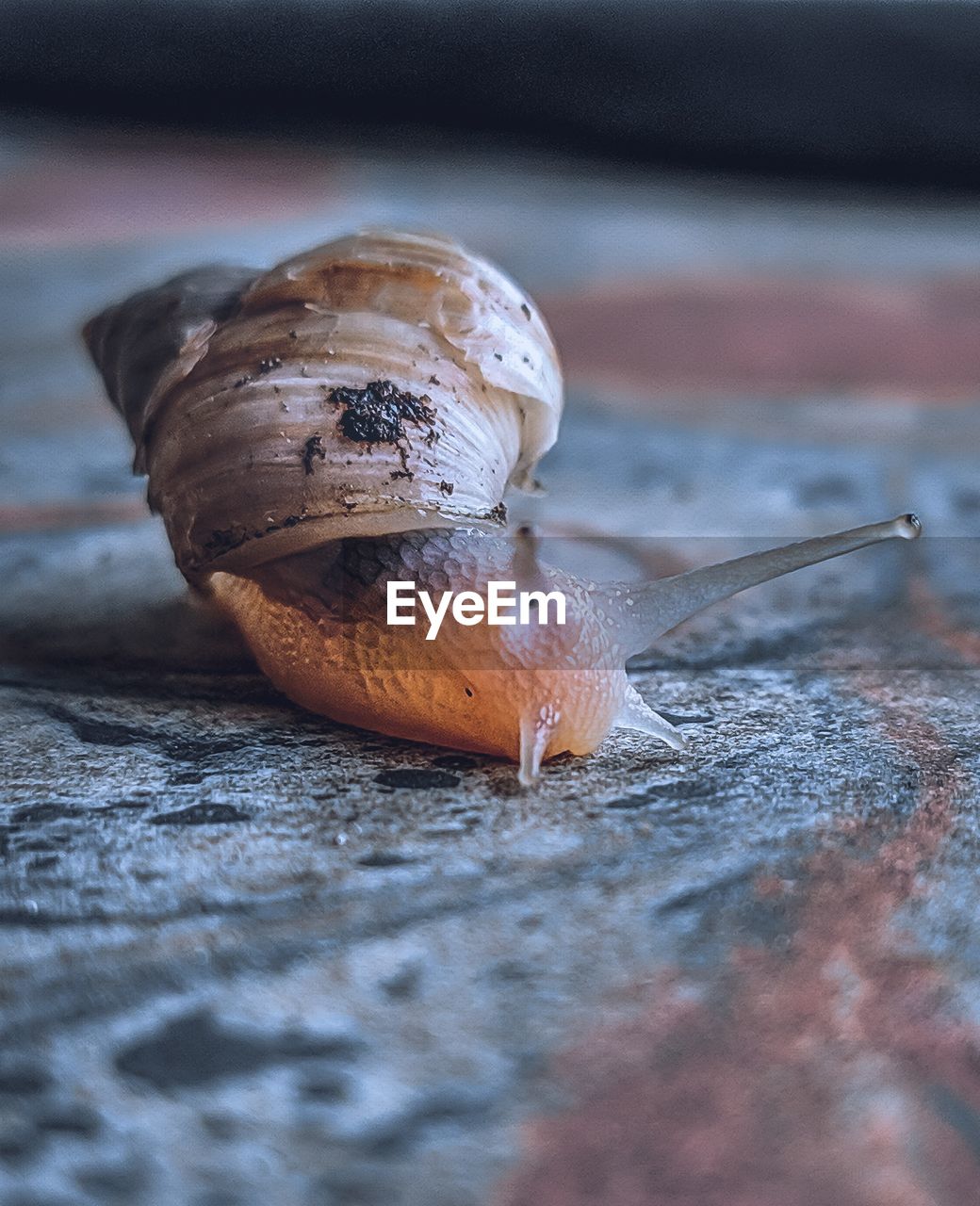 Close-up of snail