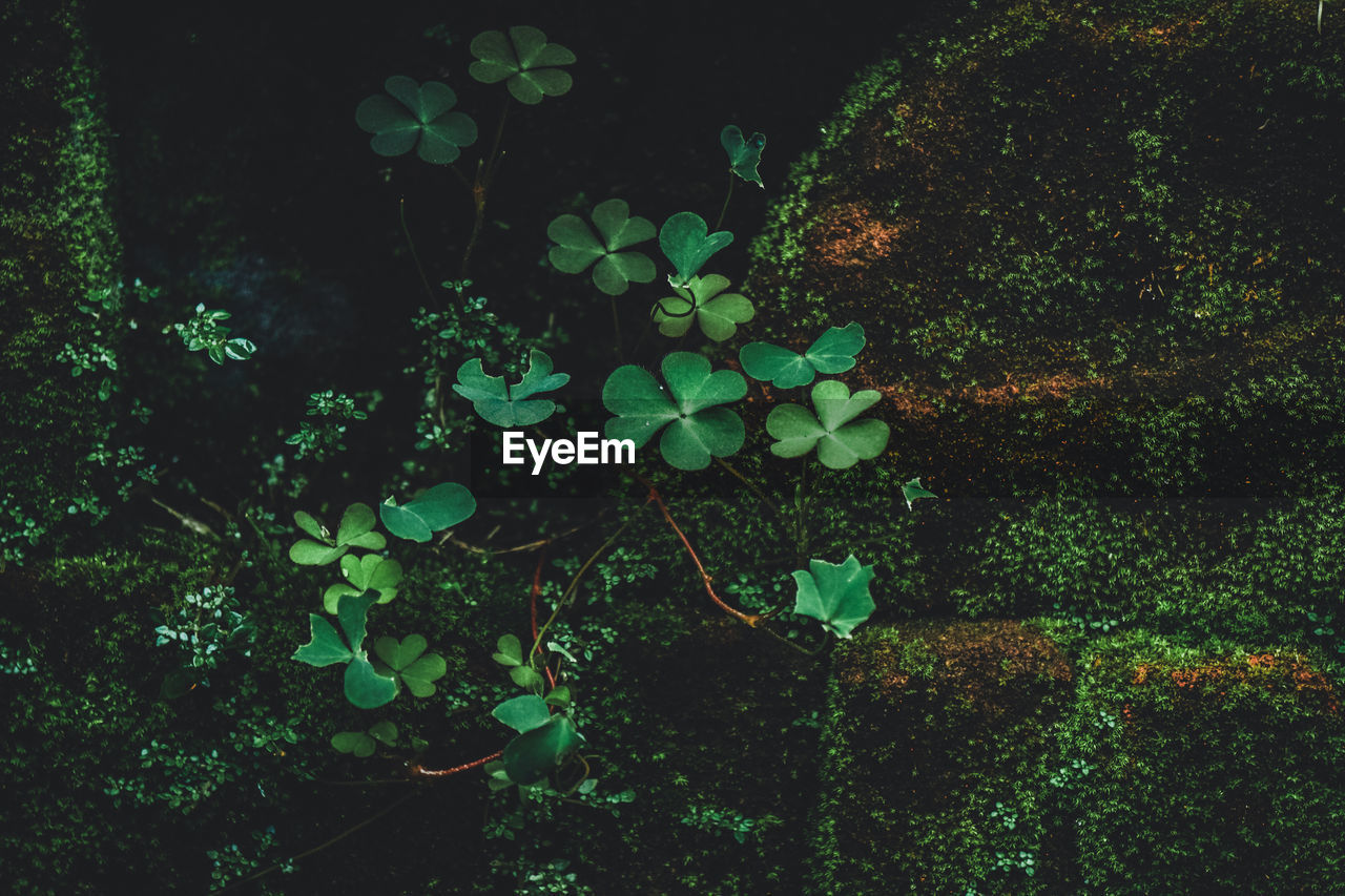 Close-up of green leaves