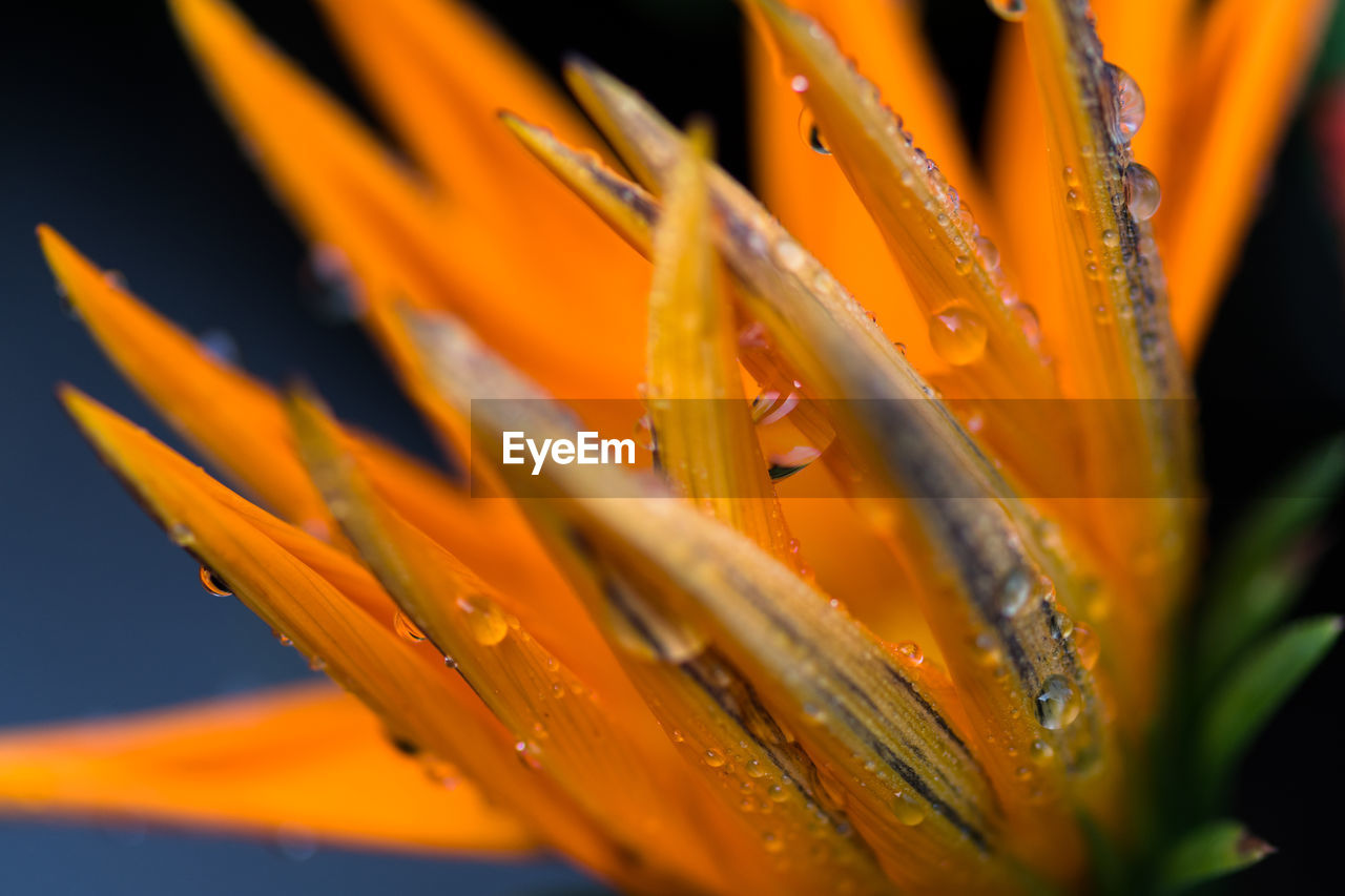 Close-up of orange day lily blooming outdoors