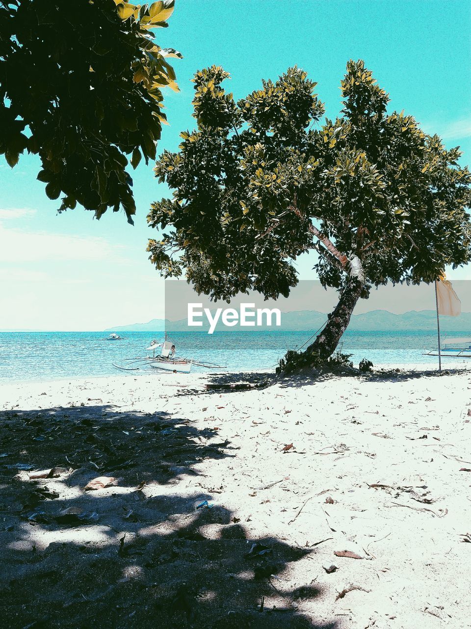 TREE ON BEACH AGAINST SKY