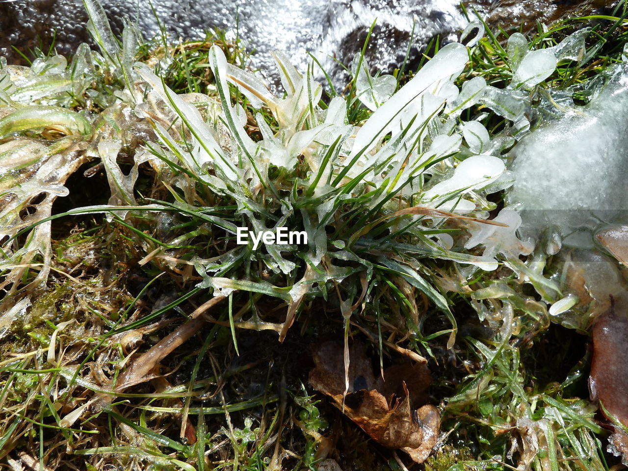 CLOSE-UP OF FROZEN PLANTS ON LAND