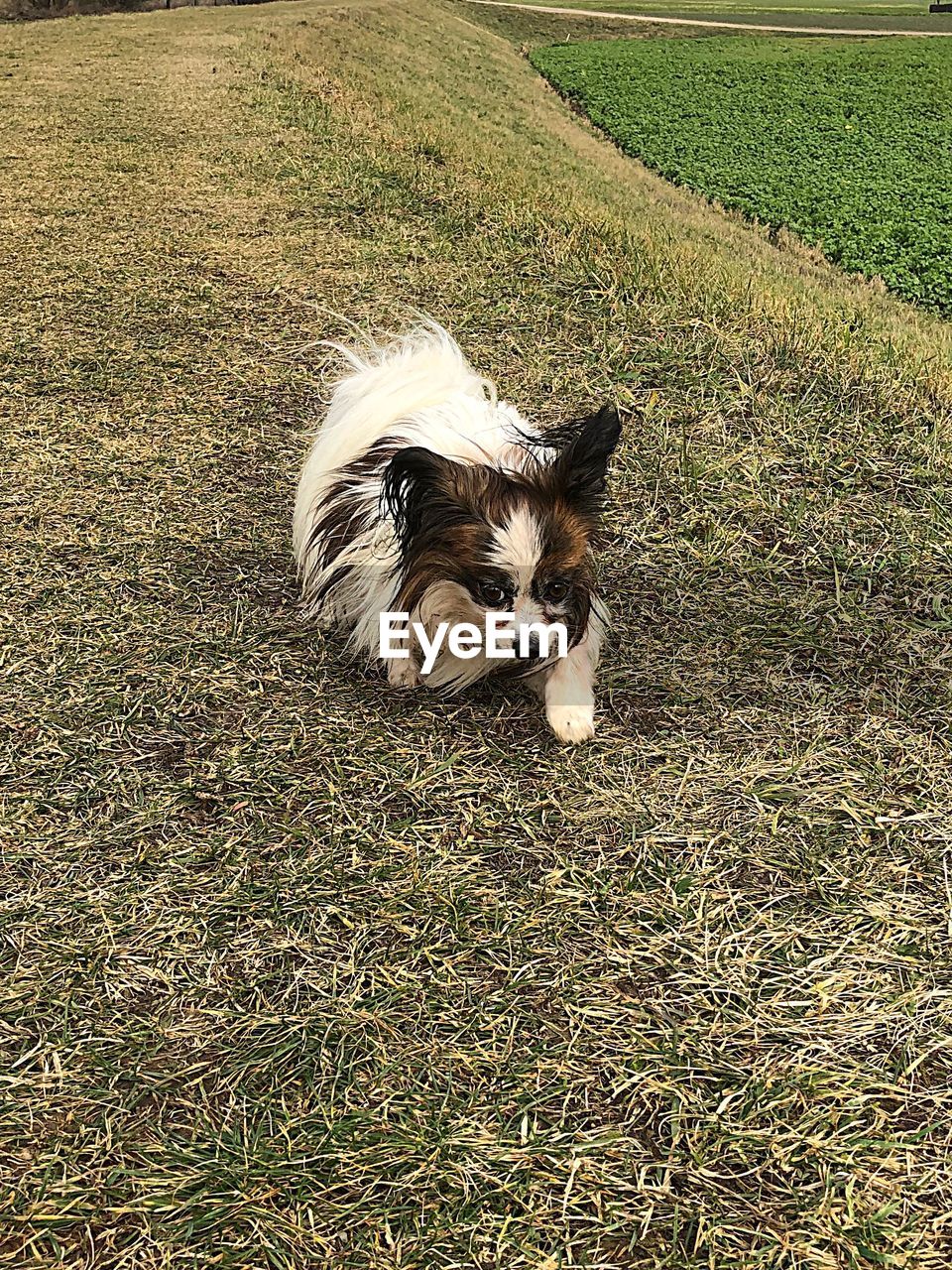 HIGH ANGLE VIEW OF DOG AT GRASS