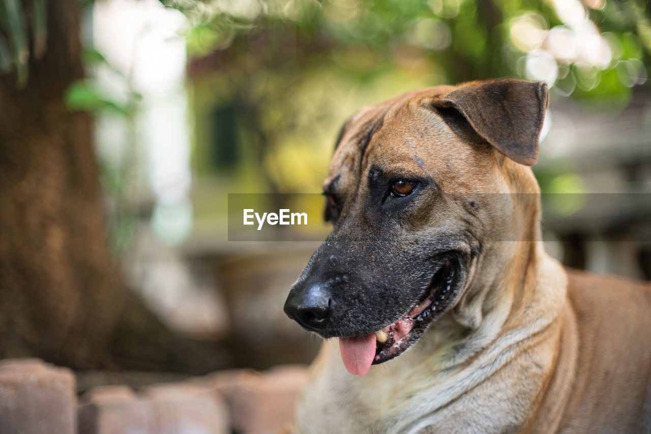 CLOSE-UP PORTRAIT OF A DOG