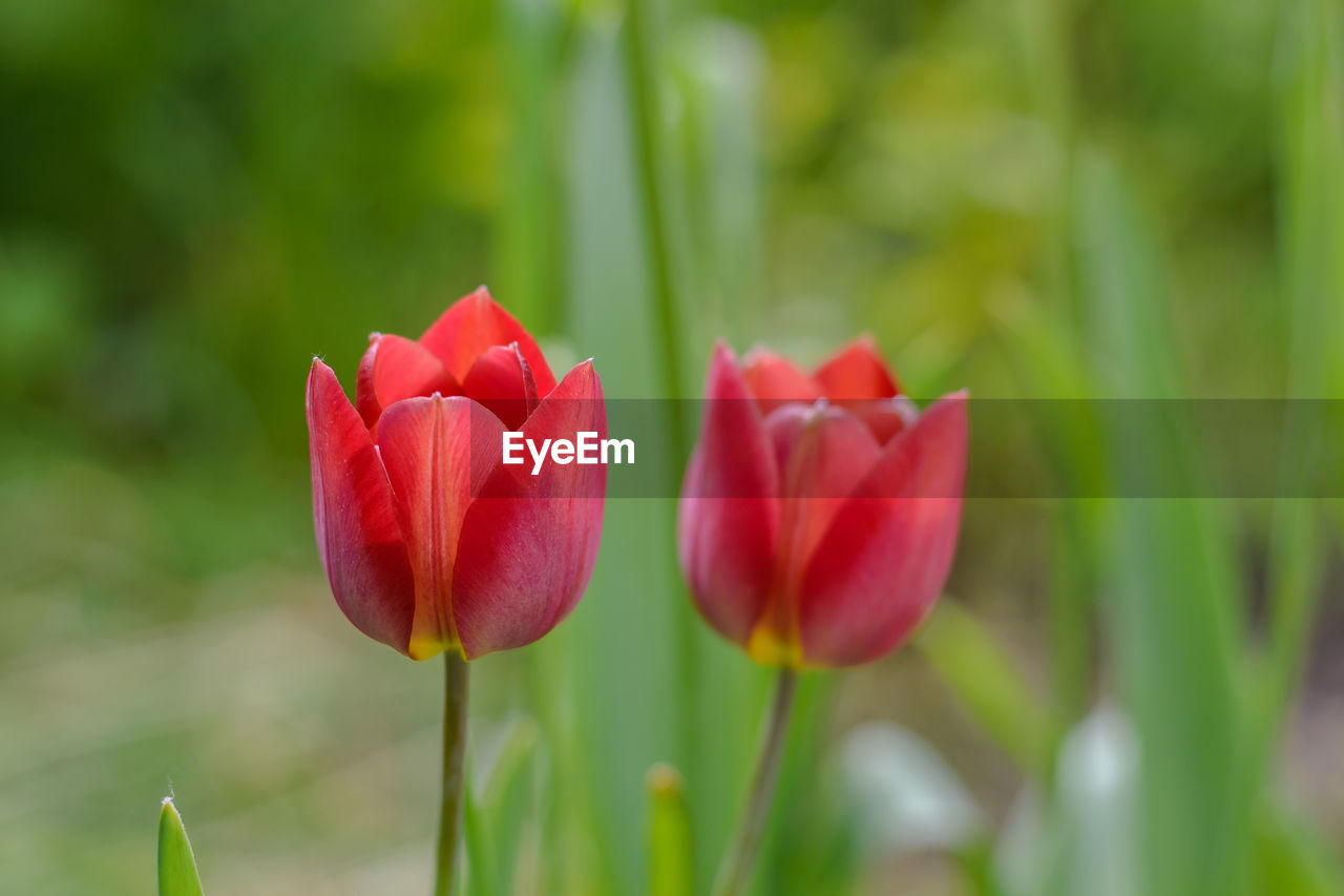 Close-up of red flower blooming outdoors