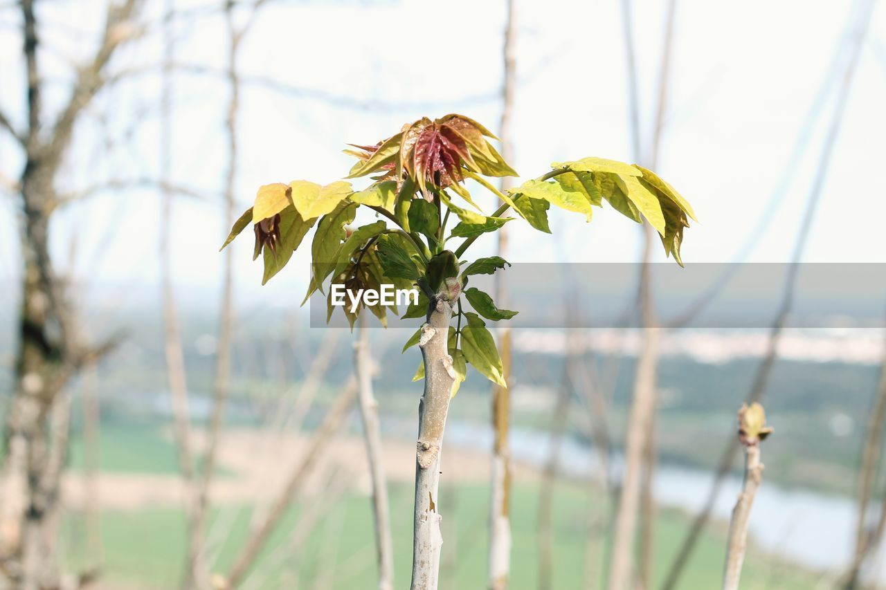 CLOSE-UP OF WILTED PLANT ON LAND