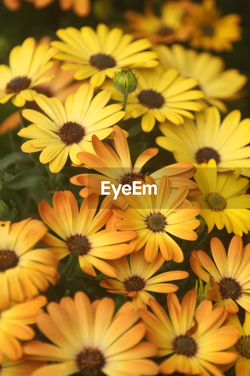 Close-up of yellow flowering plants