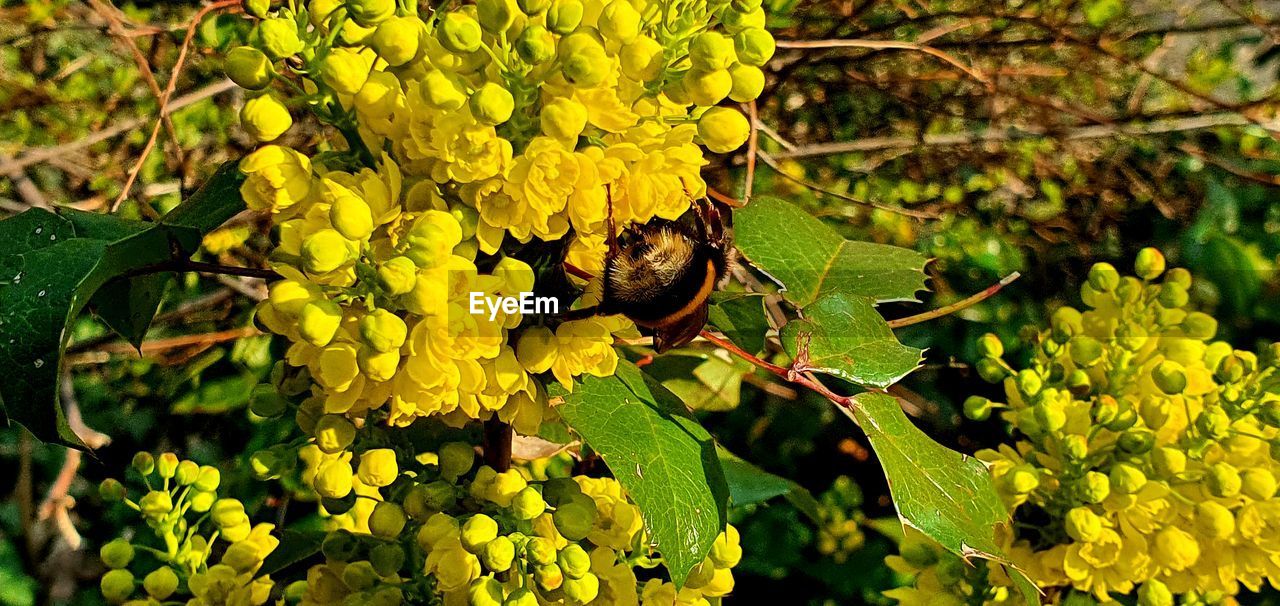 CLOSE-UP OF BUTTERFLY ON YELLOW FLOWER